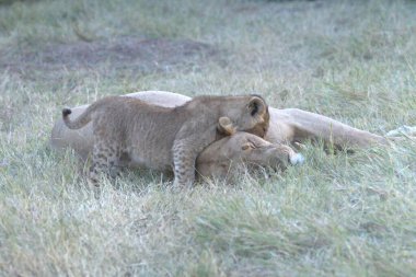 Aslan yavrusu çimlerde