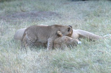 Dişi bir aslan ve aslan yavrusu çimenlerde.
