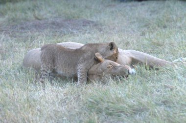 Kenya bozkırında bir aslan