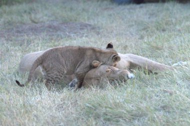 Kenya savanındaki aslan