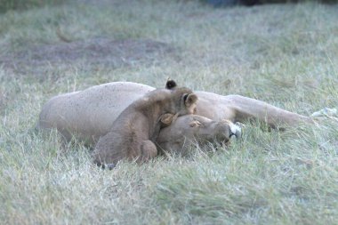 Hayvanat bahçesindeki aslanlar