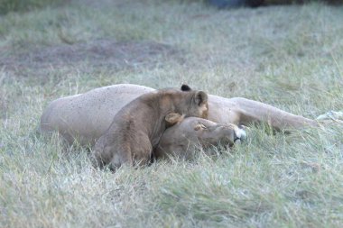 Aslan yavrusu çimlerde