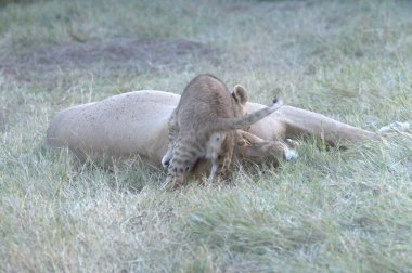 Çölde genç bir aslan.