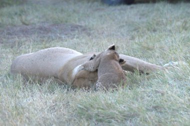 Çimenlerde yatmak aslan