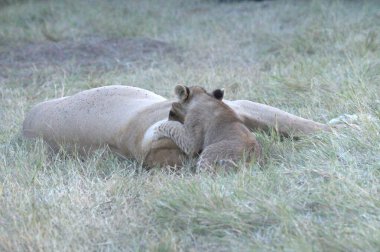 Çimlerde genç bir aslan