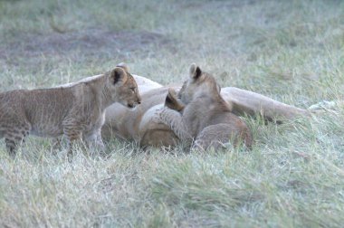 Kenya bozkırında bir grup genç aslan.