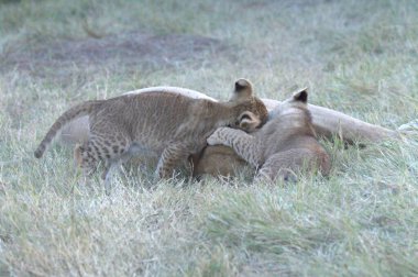 Hayvanat bahçesinde dişi aslan.