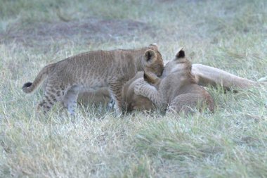 Savanadaki aslan yavruları