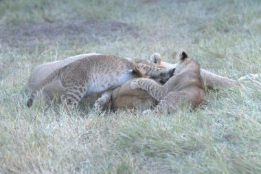 Gündüz vakti çayırda yatan bir Afrika aslanı yavrusunun yakın plan fotoğrafı.