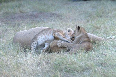 Aslan yavrusu çimlerde