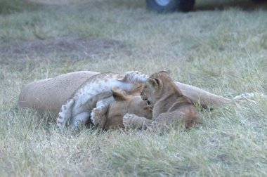 Savanadaki aslan yavrusu
