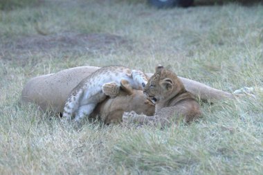 Hayvanat bahçesinde bir aslan