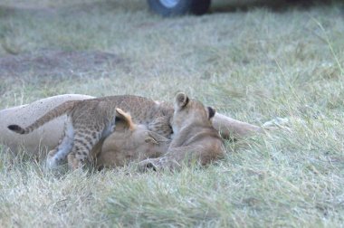 Çim döşeme aslan yavrusu