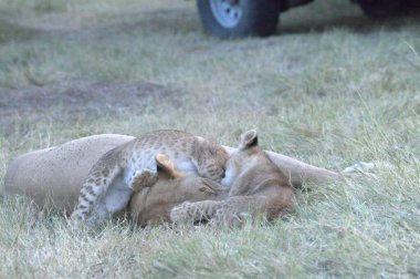Kenya savanındaki aslan