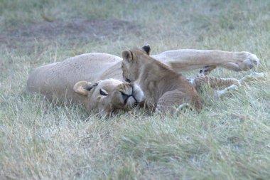 Kenya savanındaki aslan