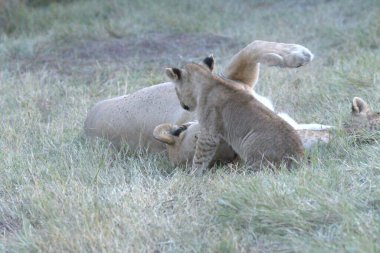 Hayvanat bahçesindeki aslanlar