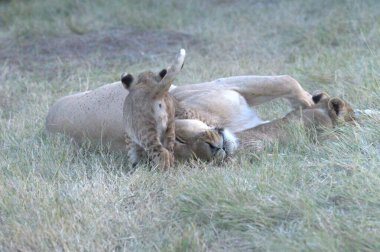 Aslan (panthera leo), anne ve bebek, annenin bebeği, anne, bebek, aslan, aslan, bebek aslan, aslan