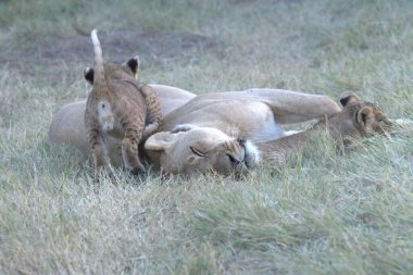 Otların arasında oynayan aslan yavrusu