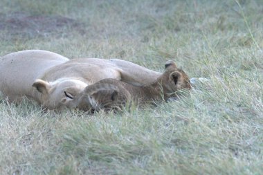 Yerde yatan genç bir aslanın yakın plan çekimi.