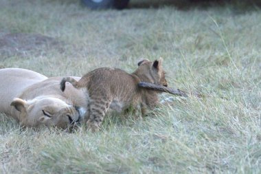 Yerde yatan aslanlar.