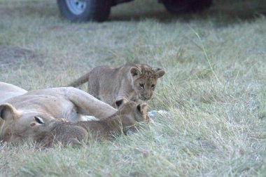 aşağı uzanmış aslan yavrusu