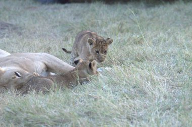 Afrika 'nın bozkırındaki aslan