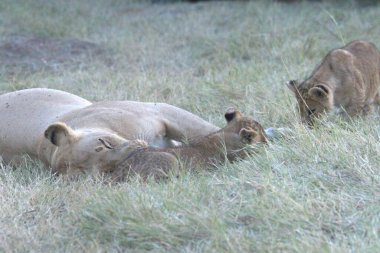 Hayvanat bahçesindeki bir aslan grubu.