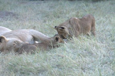 Parktaki bir grup aslan.