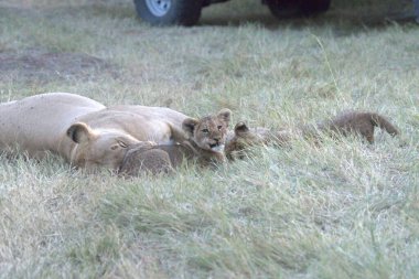 Otların arasında oynayan aslan yavrusu