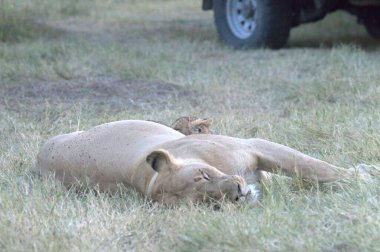 Hayvanat bahçesindeki aslanlar