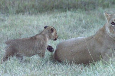 Savanada genç vahşi bir kadın.