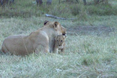 Bir aslanın savanadaki yakın çekimi.