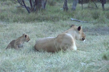 Aslan yavrusu çimlerde