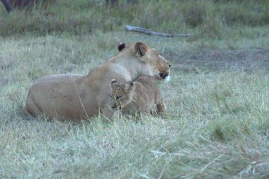 Kenya savanındaki vahşi aslanlar