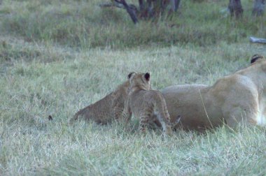 Kenya bozkırında bir aslan