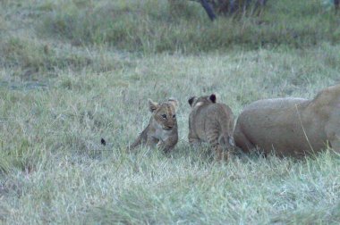Afrika 'nın bozkırındaki aslan