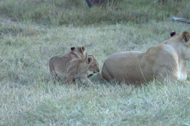 Kenya 'daki Afrika savanındaki aslanlar.