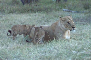 Çimlerde güzel vahşi bir aslan