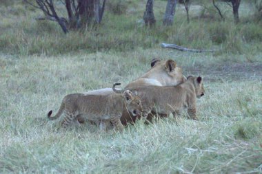 Aslanlı dişi aslan vahşi doğada