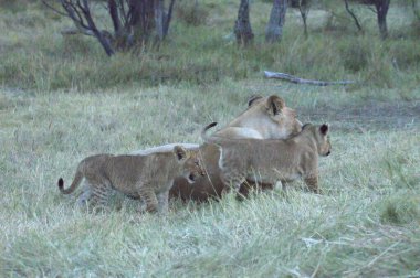 Kenya 'da bir aslan yavrusu ve aslan