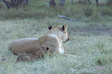 Kenya savanındaki aslan