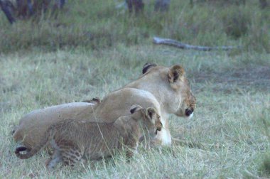 Masai Mara Kenya Afrika 'daki aslanlar, Kenya