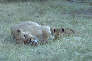 Aslanlar en Afrika aslanlarıdır.