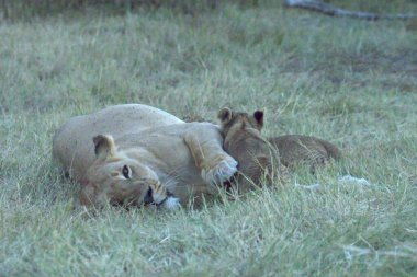 Aslanlar aslanlar ve aslanlar.