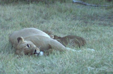 Çimlere yatan aslan