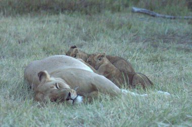 Aslan yavrusu uyuyor ve annesiyle oynuyor.