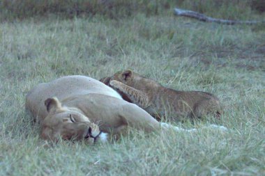 Aslan bozkırda uyuyor.