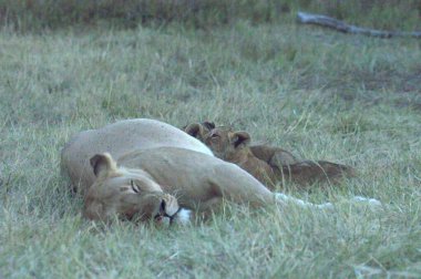 Kenya savanındaki aslan