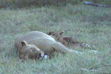 Ormandaki bir grup vahşi hayvan.