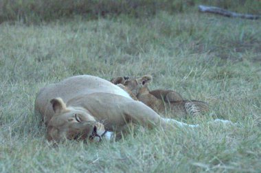 Aslan yavrusu otların arasında uyuyor.